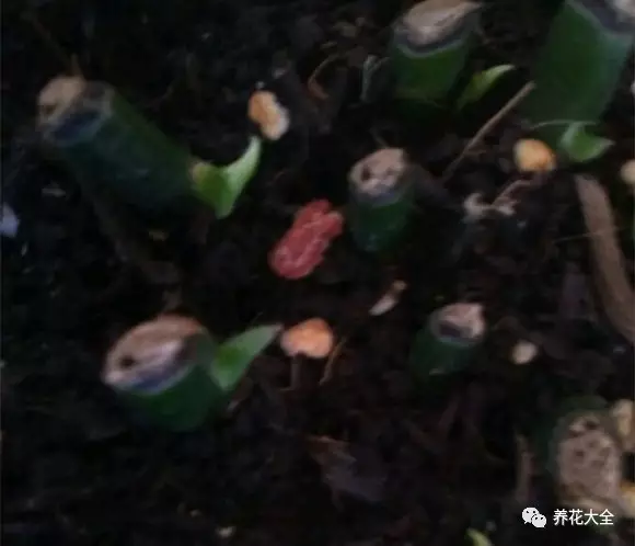 菊花叶子发黄怎么办