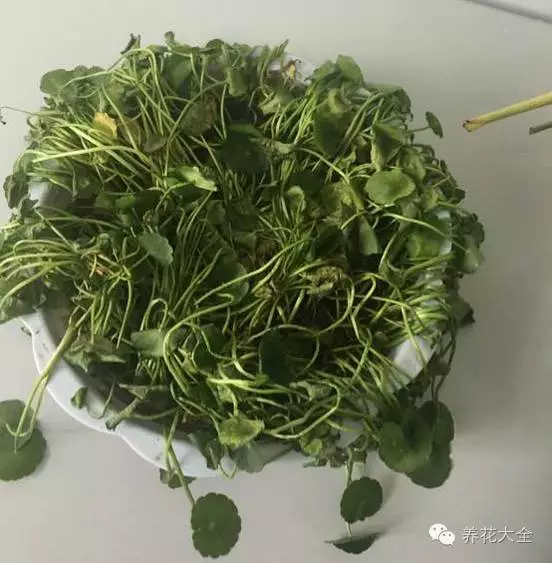 菊花叶子发黄怎么办