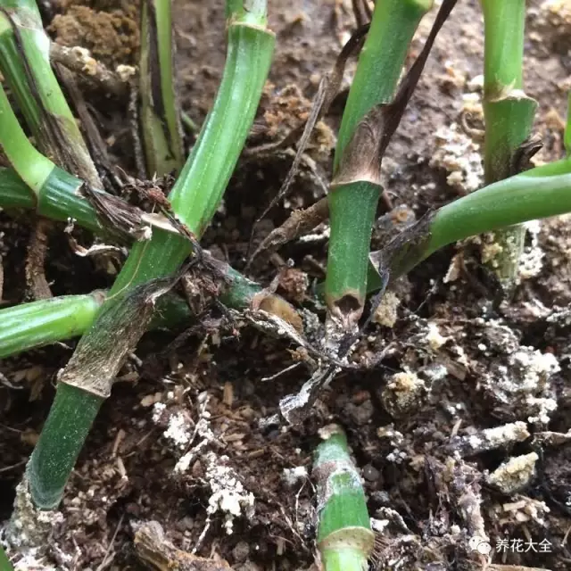 菊花叶子发黄怎么办