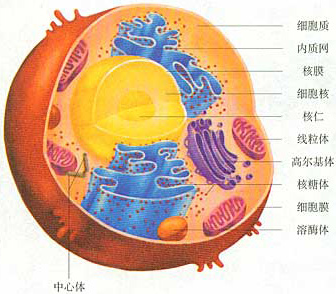 各部分名称:如图显微镜的考点:显微镜的结构图一,细胞的结构和功能