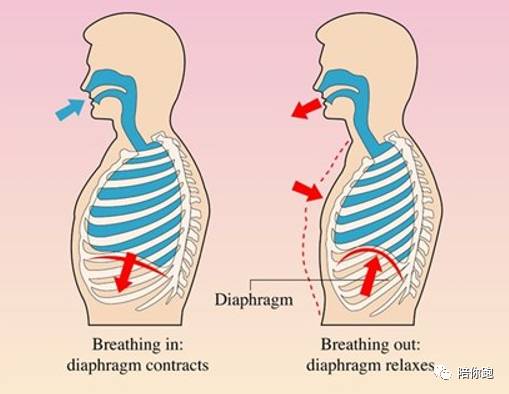 相对于浅层呼吸, 运用腹部与横膈膜的深层"腹式呼吸",让排气成为主动