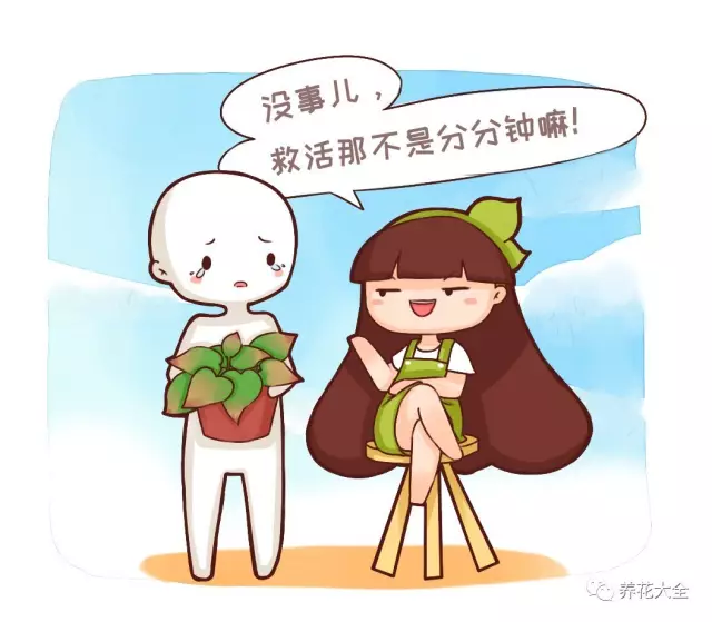 菊花叶子发黄怎么办