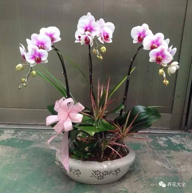 菊花叶子发黄怎么办