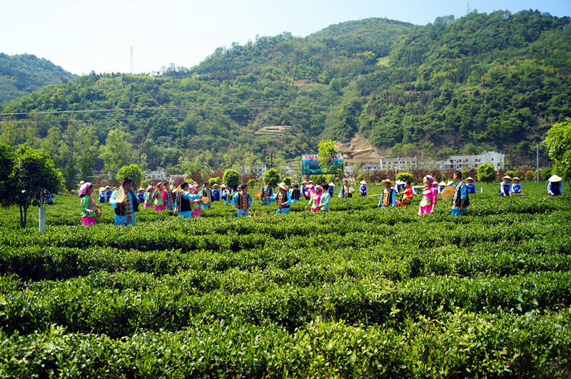 逛女娲故里安康平利看茶园实景剧茶乡情韵