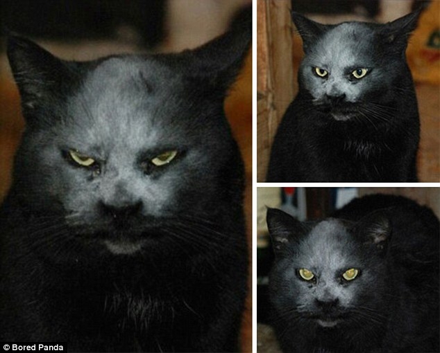 国外网友日前上传一组猫咪的狰狞照片,张张都像是恐财片.