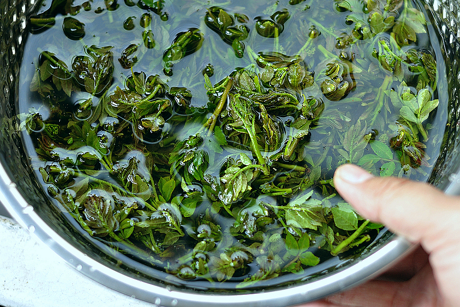 凉拌花椒芽,比香椿芽还香,常吃消炎杀菌防流感