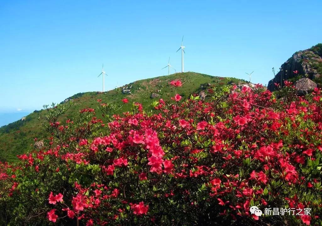 浙江16座绝美的杜鹃山徒步登高共赏山花烂漫