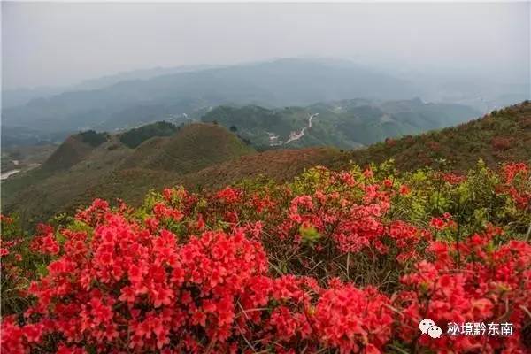 【关注】杜鹃花开红艳艳,黄平谷陇等你来,赏杜鹃,品米酒,5月13日不见