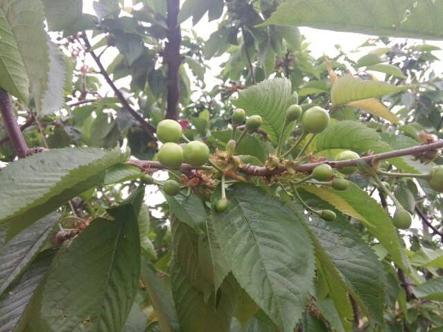 【烟台生活】烟台樱桃从芽芽到果果全过程记录!厉害了