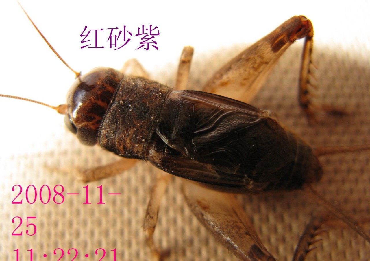 蟋蟀科 Gryllidae – IISDW