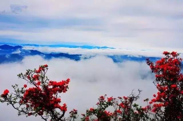 紧急召集5月6-7号融水元宝山杜鹃花(云报九寨),龙门大