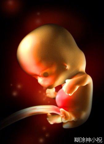 感慨 3D胎儿发育过程图全 当年我们是多么的不