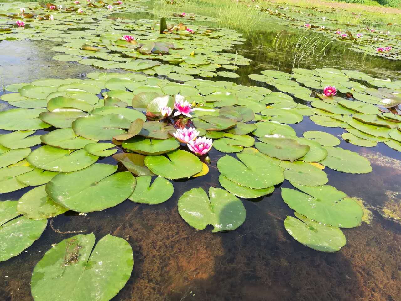 探秘重庆双桂堂后花园:梵华禅境花园景区