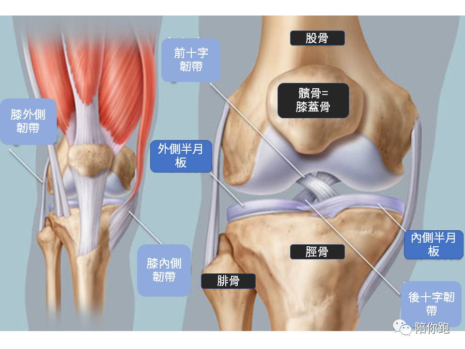 膝盖每天都有正常的关节液(黄色透明液体)循环,自然生成与吸收.