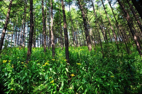 霍山多少人口_霍山石斛