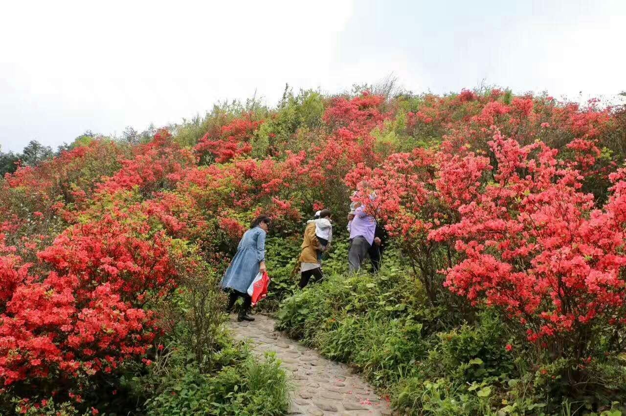 杨乐乐现身双牌阳明山 阳明杜鹃在《天天向上》火了!