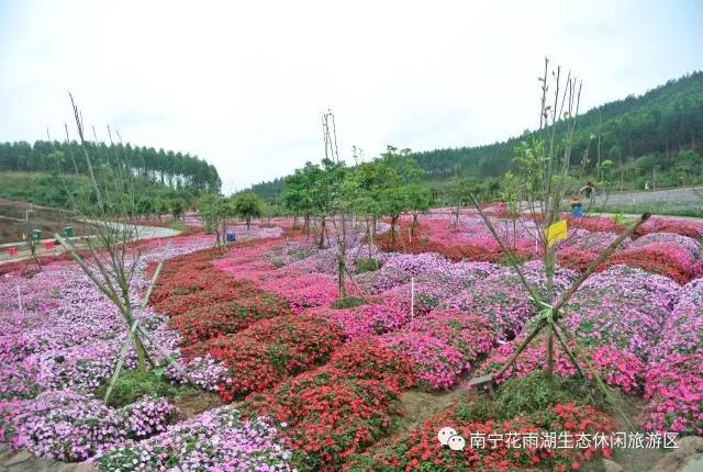 5月5号至11号天天发团:南宁南阳花雨湖休闲一日游仅售