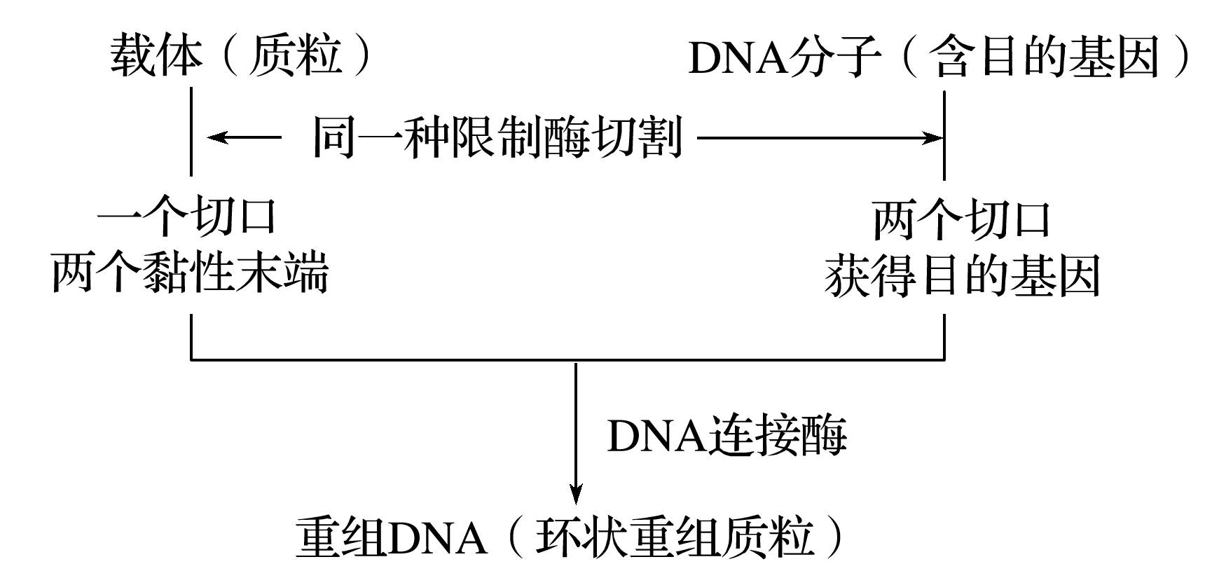(3)基因表达载体的构建过程