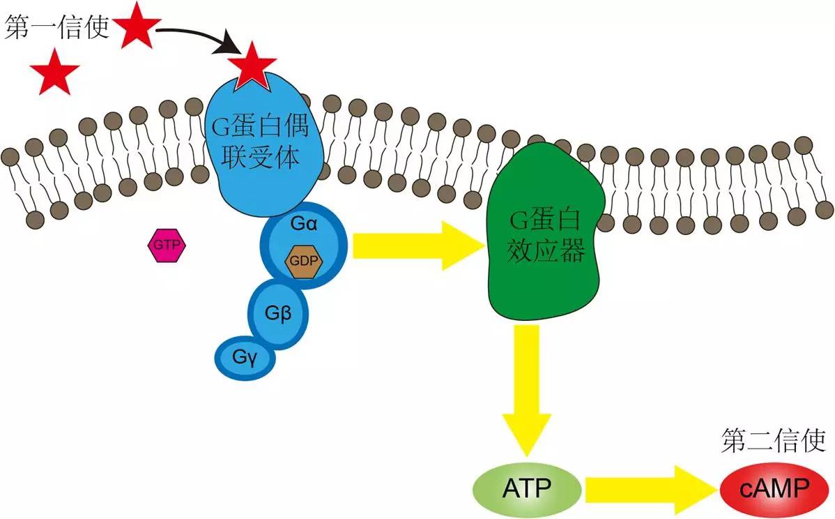 第一信使与细胞膜上的g蛋白偶联受体结合,导致受体构象发生变化,激活g