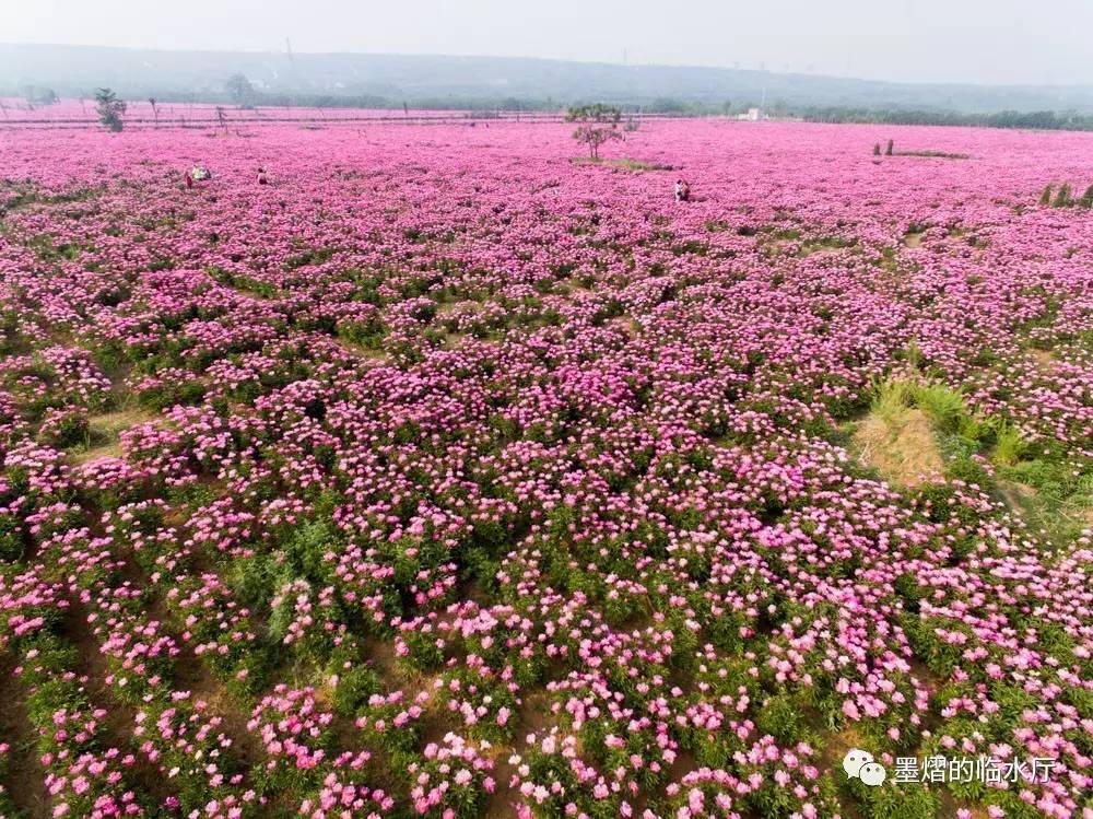 芍药花开遍地红