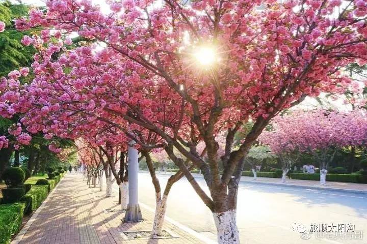 当樱花与旅顺太阳沟的老建筑融为醉美街景,你还会选择