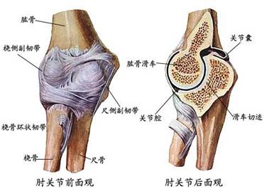 肘关节的生理活动包括屈伸和旋转,屈伸就是伸直胳膊和弯曲胳膊,旋转