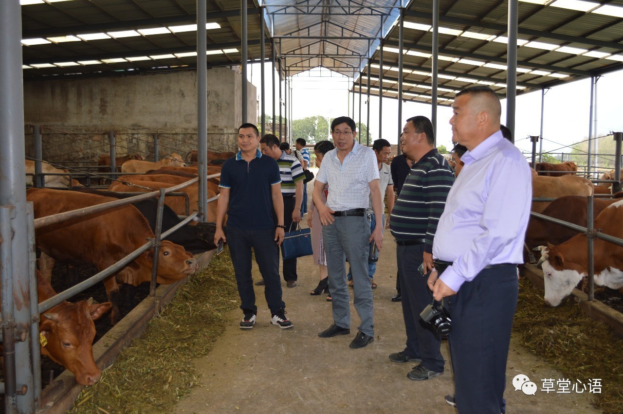 云岭牛(yunling cattle)是我国自主培育的第四个肉牛新品种,是云南省