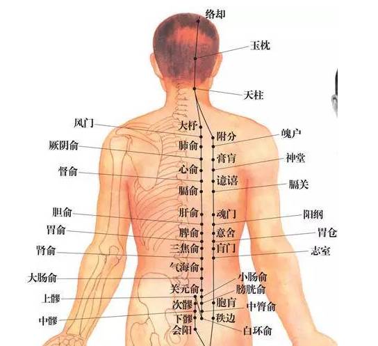 (背部膀胱经)