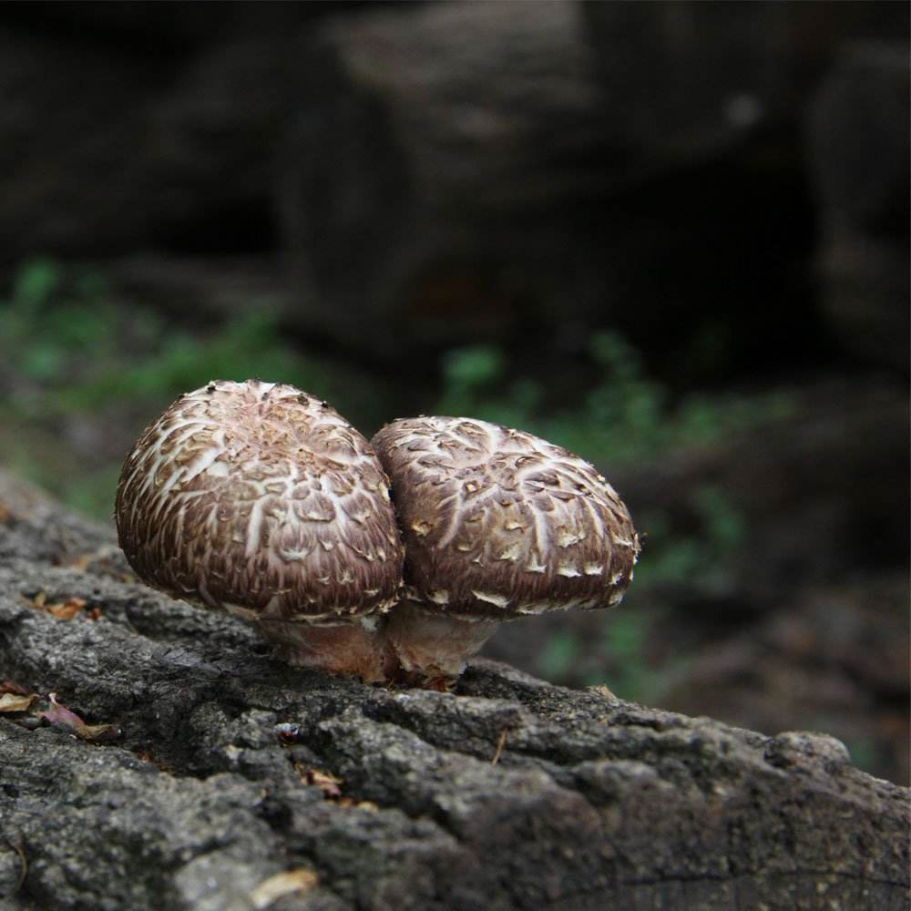 香菇蓝瘦~因为好多人没分清楚香菇,冬菇,香蕈