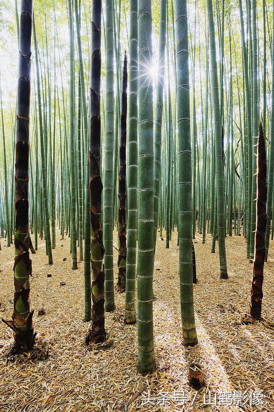 摄影欣赏竹