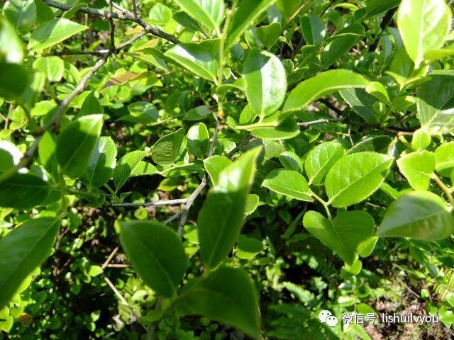 【乌饭树叶别名 墨饭叶,南烛叶,染菽.