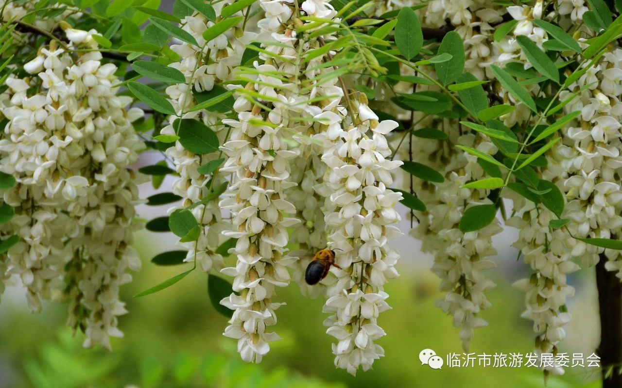 一季槐花馨香满怀五月槐花开能赏能吃约吗