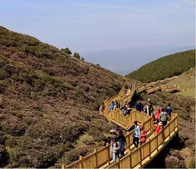 禄劝万亩高山杜鹃花醉游人,大波美图分享