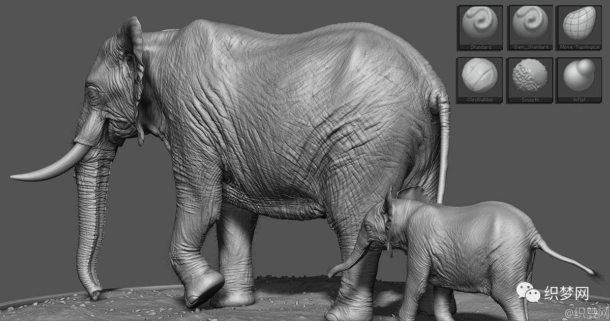 雕刻逼真的非洲大象3d模型流程解析中文图文教程