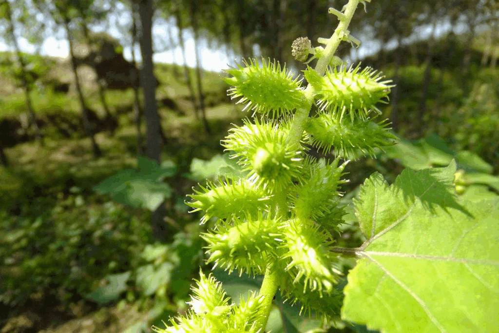 荒木优树菜