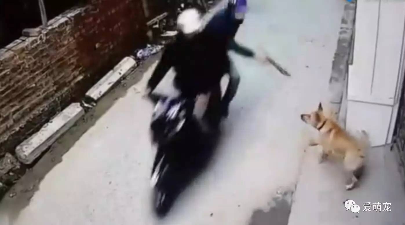 11月23日，安徽安庆，官方通报捕狗队抓走宠物犬送往市场宰杀：处置人员行拘10日，向狗主人道歉-度小视