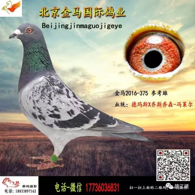 【第一期】北京金马鸽业20羽种鸽出售带血统书,其中好
