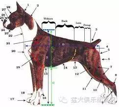 德意志战车—拳师犬