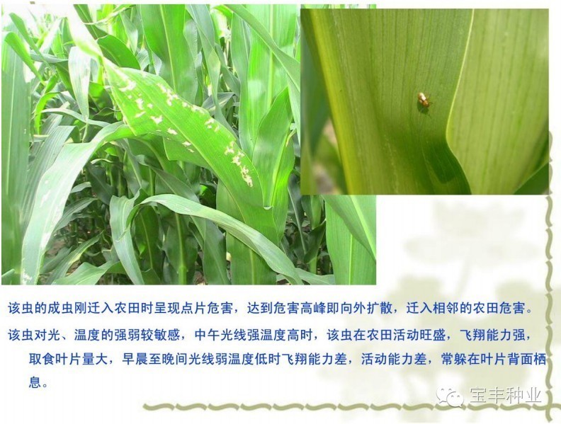 玉米田主要虫害识别及防治技术