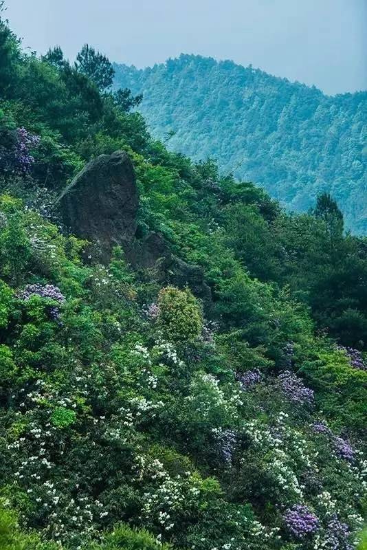 漫山遍野杜鹃是"夏天的童话"——丹寨龙泉山