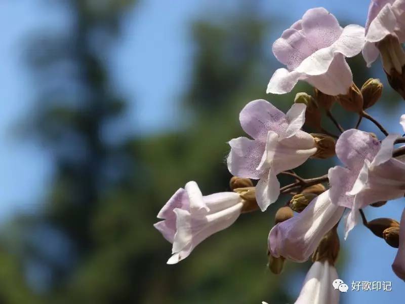 散文谷雨一树紫桐花