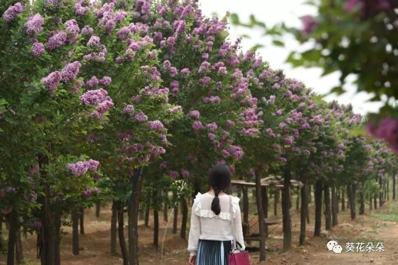 遵化丁香花海惊现"丁香姑娘",画面太美太迷人