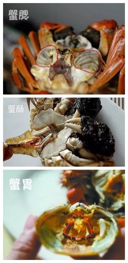 蟹胃:躲在蟹黄里的三角包儿,也有蟹的排泄物.