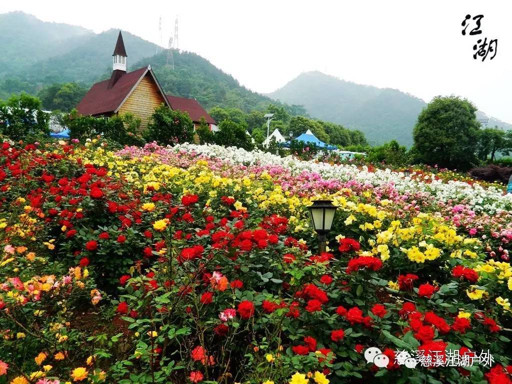 【成行】花开见佛|北仑玫瑰庄园浪漫玫瑰 清幽天童寺