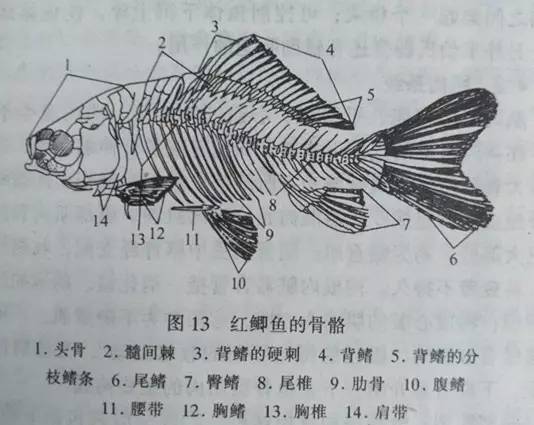 【金鱼家族】详细了解金鱼的内部器官之骨骼系统