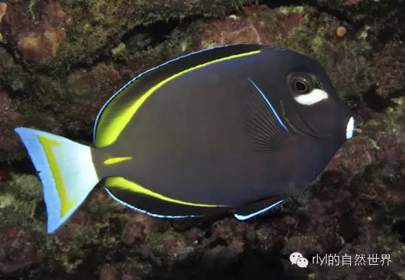 【rlyl物种说】今日-白面刺尾鱼(whitecheek surgeonfish)