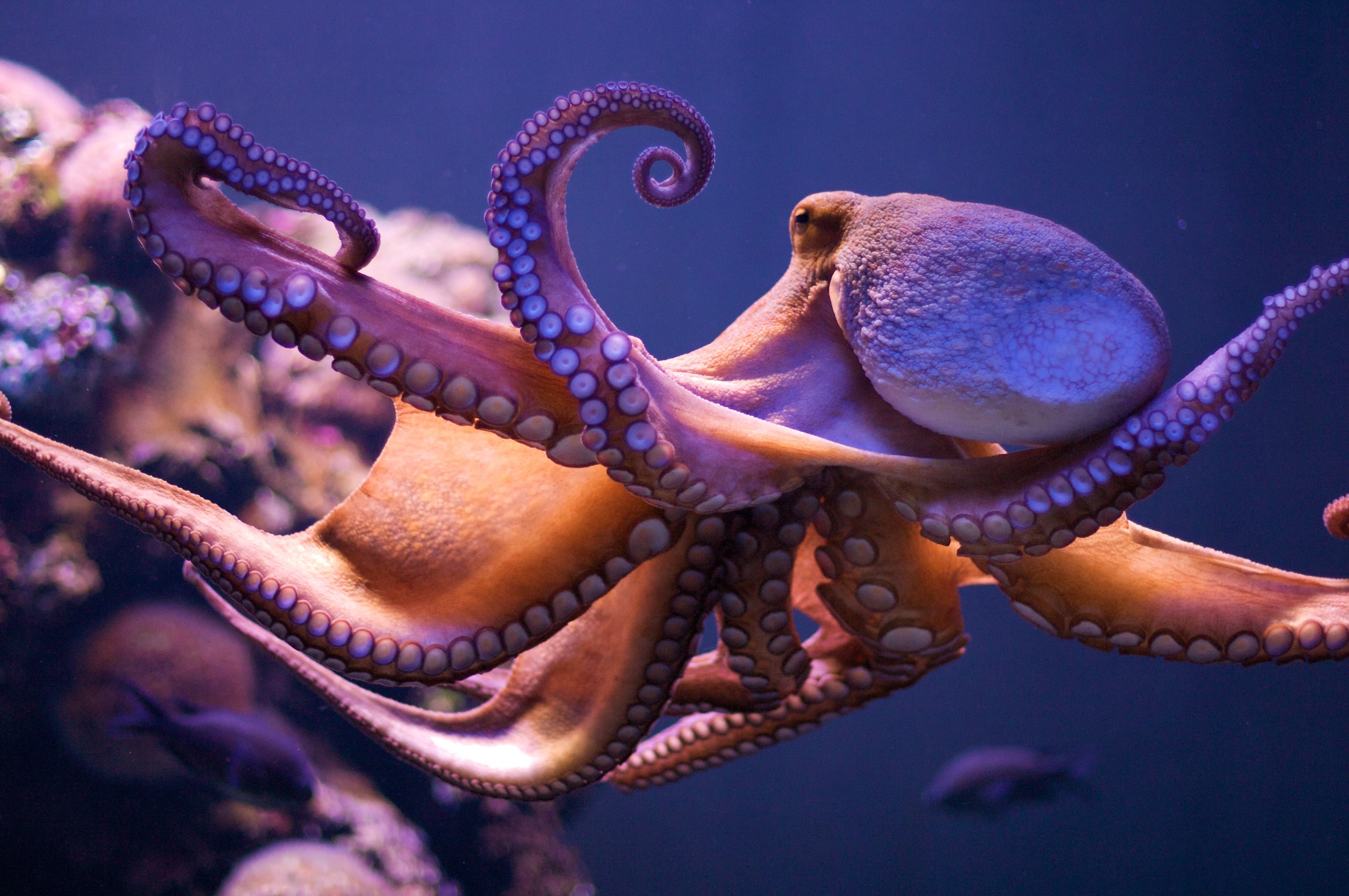 章鱼高智商秘诀 自己编辑基因 以学习新技能