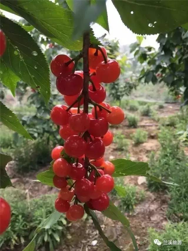 其它 正文  ①看樱桃的颜色.