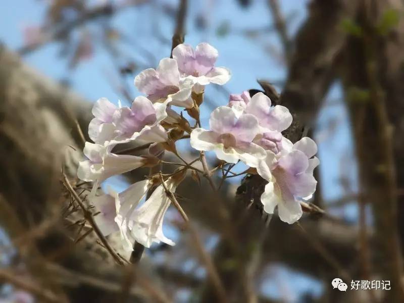 散文谷雨一树紫桐花