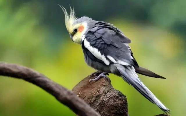鸡尾鹦鹉又被叫做玄凤鹦鹉,除了头顶着几簇萌萌的羽毛之外,脸上还
